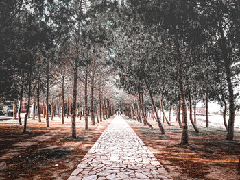 Trees in park during autumn