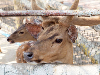 Close-up of deer in zoo