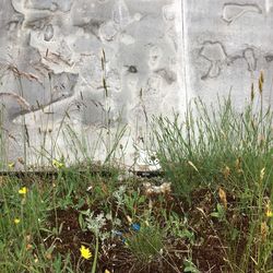 Plants growing on field