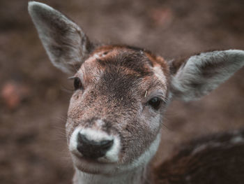 Close-up portrait of deer