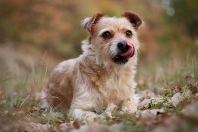 Portrait of dog sitting on field