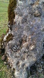 Close-up of tree trunk