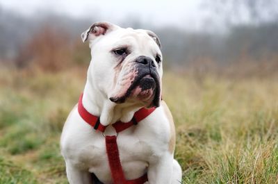 View of a dog on field