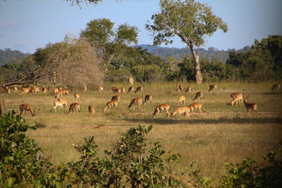 Flock of sheep on field against sky