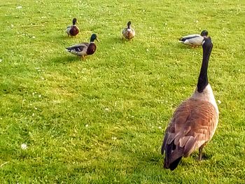 Mallard ducks on grassy field