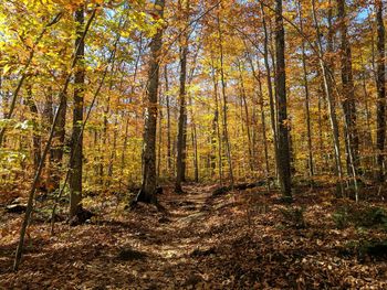 Trees in forest during autumn