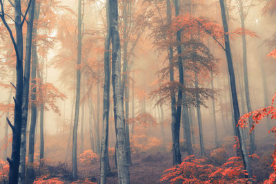 Trees in forest during winter