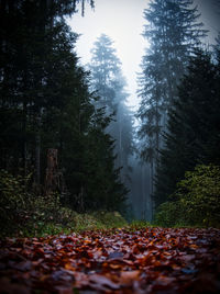 Dark autumn forest