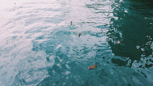 High angle view of man swimming in sea