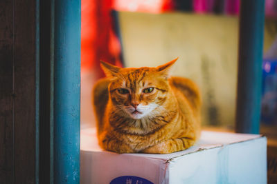 Close-up of cat looking away