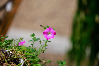 Close-up of pink flowering plant