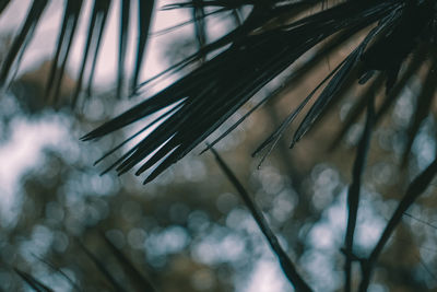 Close-up of leaves on branch