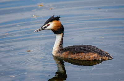 Duck swimming in lake