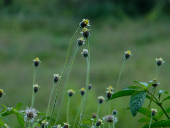 Close-up of flowering plant on field