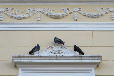 Low angle view of pigeons perching on wall