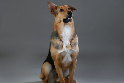 Portrait of a dog looking away