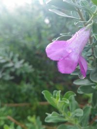 Close-up of flower blooming outdoors