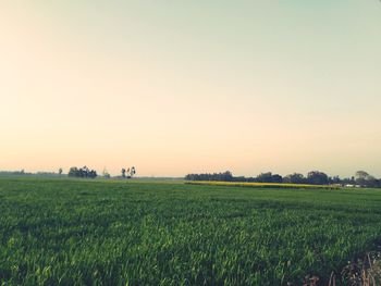 Scenic view of field against clear sky