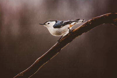 Close-up of a nut hatch bird perching on twig