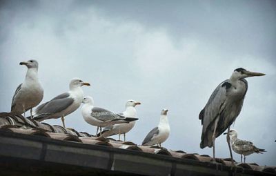 View of birds in flight