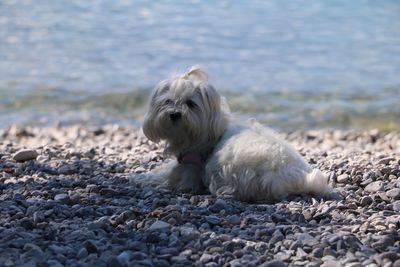 High angle view of dog on beach