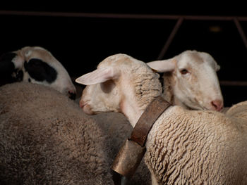 View of sheep in pen