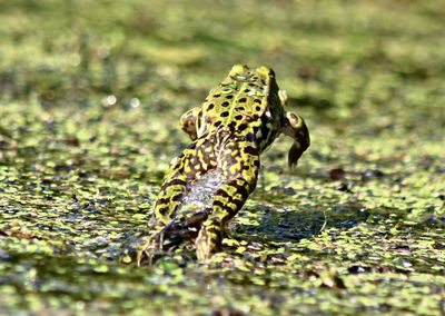 Close-up of frog jumping