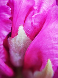 Close-up of pink rose flower