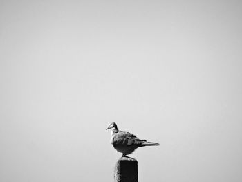 Low angle view of bird perching