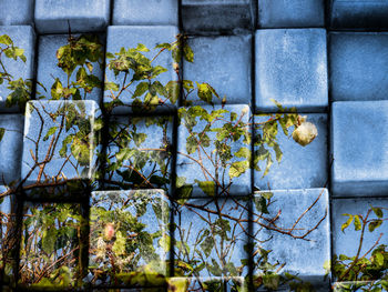 Close-up of plant against wall