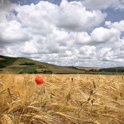 Scenic view of field against sky