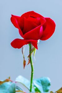 Close-up of red rose plant against sky