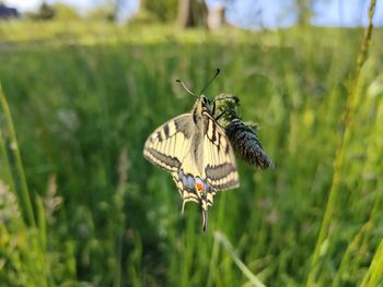 Close-up of butterfly on flower