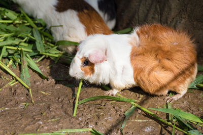 High angle view of rabbit eating grass