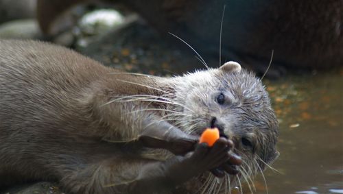 Close-up of rabbit eating food