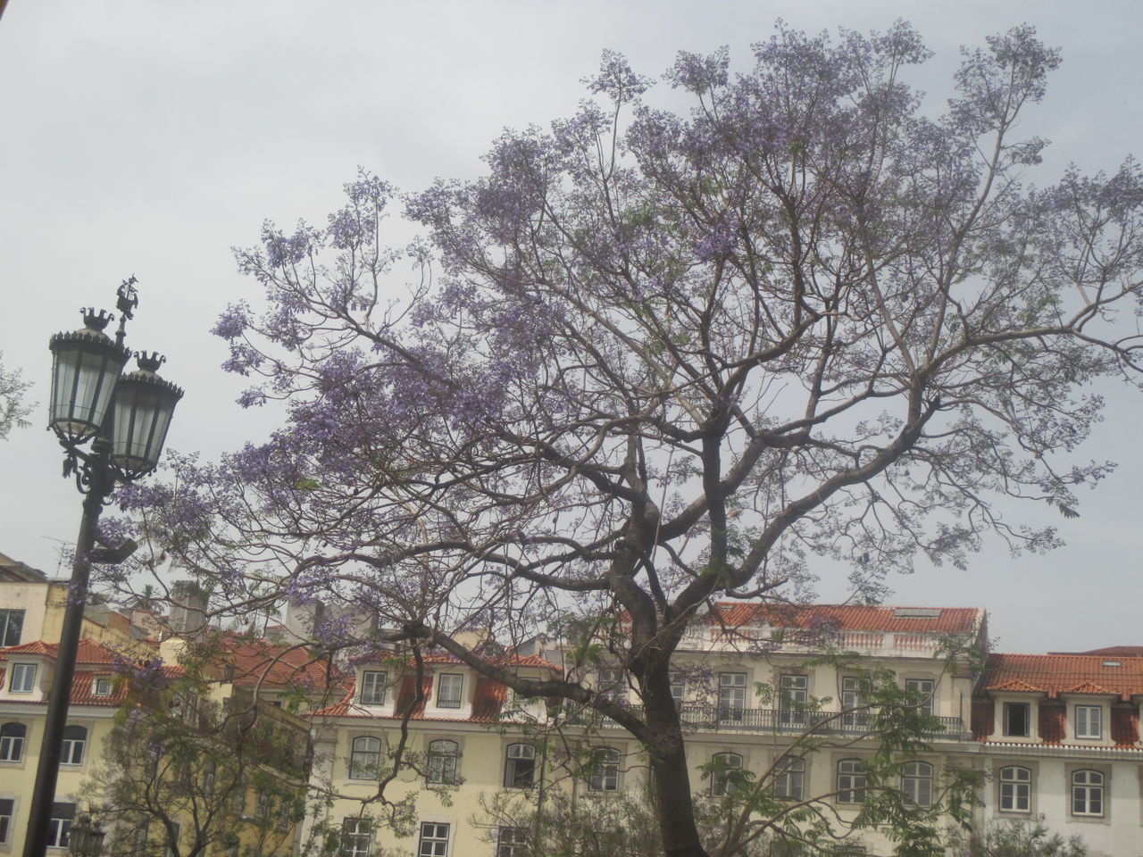 TREE BY HOUSES IN TOWN