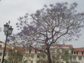 Tree in town against sky