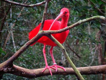 Close-up side view of a bird on branch