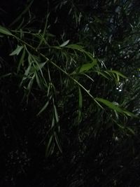 High angle view of plants growing on field