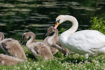 Swan and cygnets by the lake