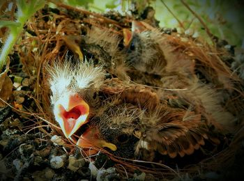 Close-up of bird on plant at night