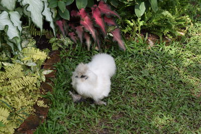 High angle view of white cat lying on field