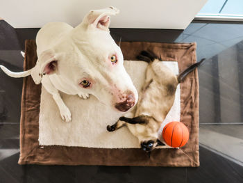 High angle view of dog with toy