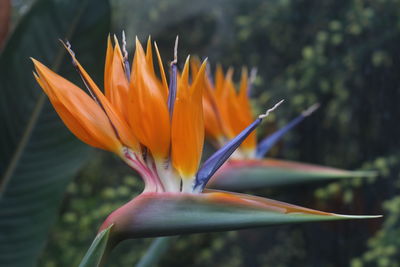 Close-up of orange flower