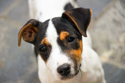 Close-up portrait of dog looking at camera