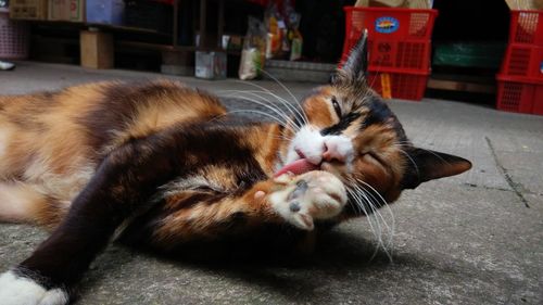 Close-up of tortoiseshell cat licking paw while lying on footpath