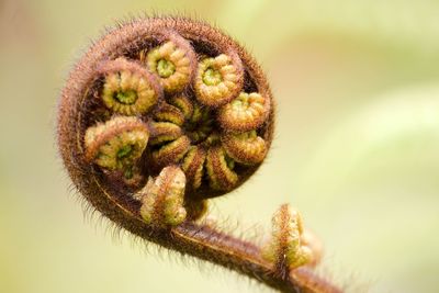 Close-up of flower bud