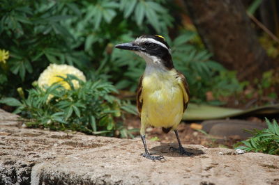 Close-up of bird perching on a plant