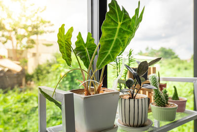 Potted plant on table