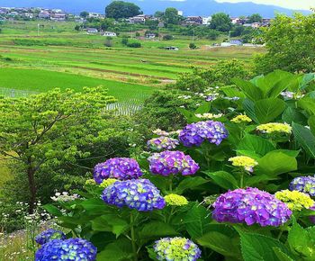 View of flowering plants growing on land